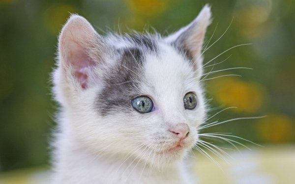 Animal Cat Cats Kitten Bokeh HD Wallpaper | Background Image