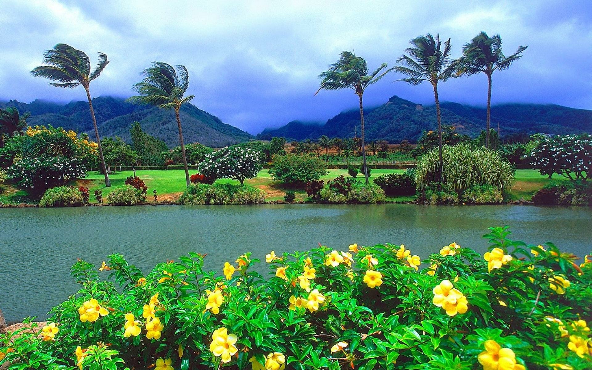 夏威夷椰子图片_夏威夷椰子的叶子图片大全 - 花卉网