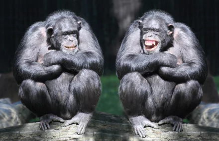 Two smiling bonobos sit side by side on a log, captured in a vibrant 4K Ultra HD image showcasing their expressive faces and natural ape features.