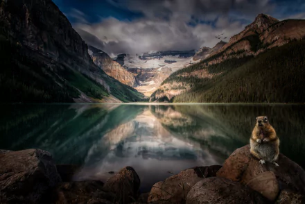A beaver sits on a rock by the serene waters of Lake Louise, reflecting the majestic mountains and forest of Alberta, Canada, capturing a tranquil moment in nature.