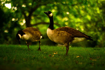  Canada Geese