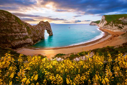 A vibrant yellow flower blooms on a cliff overlooking Durdle Door, with sandy beach and azure ocean in Dorset, England, framed by dramatic coastal scenery and a colorful sky.