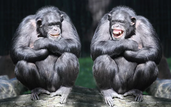 Two smiling bonobos sit side by side on a log, captured in a vibrant 4K Ultra HD image showcasing their expressive faces and natural ape features.