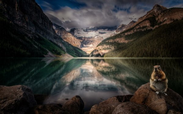 Earth Lake Louise Lakes Lake Rodent Mountain Alberta Canada Forest Nature Beaver Reflection Rock Cliff HD Wallpaper | Background Image