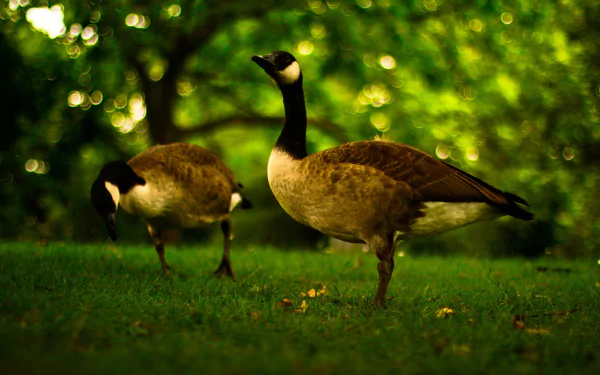  Canada Geese
