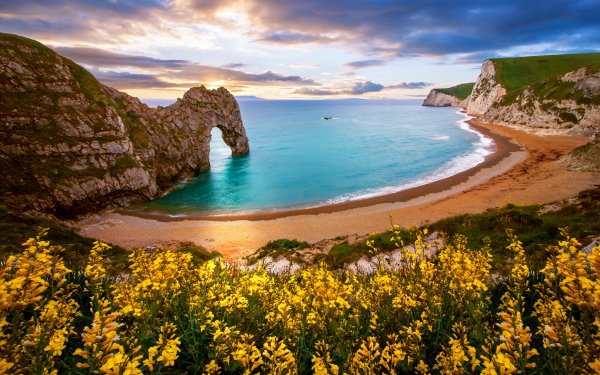 Tierra/Naturaleza Durdle Dor Arco natural Océano Playa Dorset Inglaterra Rock Flor Sand Acantilado Yellow Flower Fondo de pantalla HD | Fondo de Escritorio
