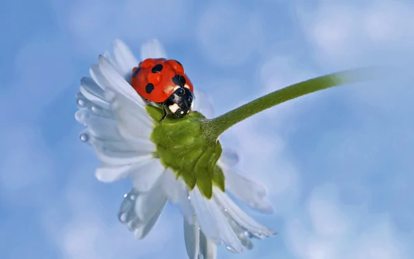 white flower dew drop flower macro insect Animal ladybug HD Desktop Wallpaper | Background Image