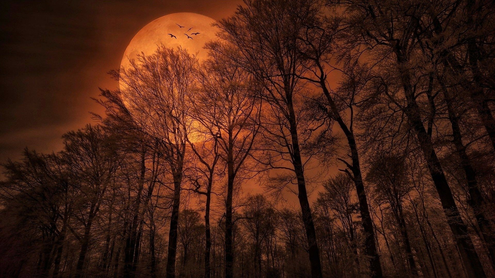 Full Moon over Forest Trees Full HD Wallpaper and Background Image