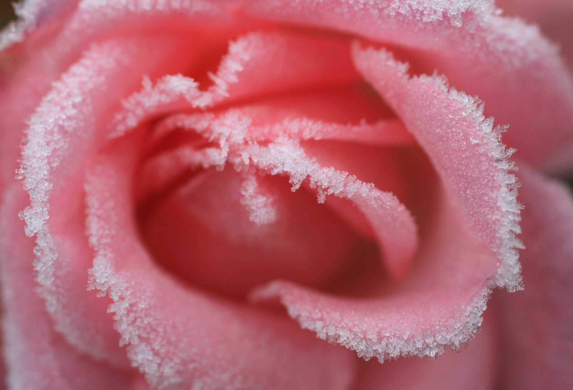 Download Frozen Nature Rose 4k Ultra HD Wallpaper