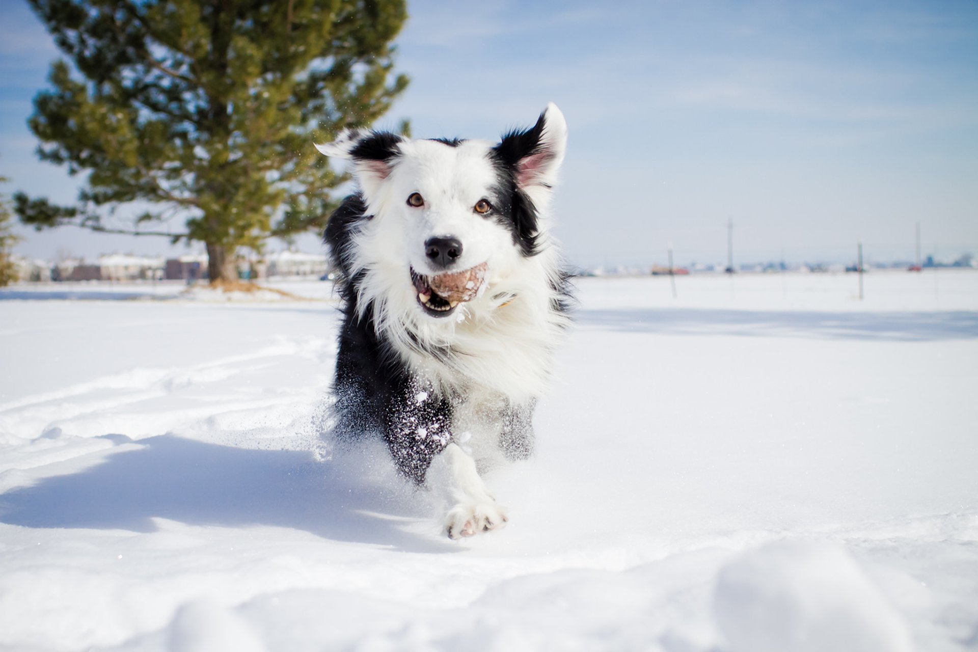 A playful border collie runs through fresh snow, joyfully holding a stick. The backdrop features a clear winter sky and a pine tree, creating a serene winter landscape.