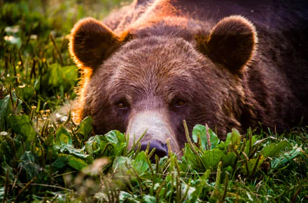 lying down sunny grass brown bear Animal bear HD Desktop Wallpaper | Background Image
