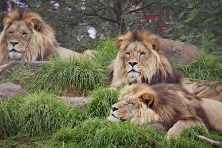 A Family of Lions at a Zoo