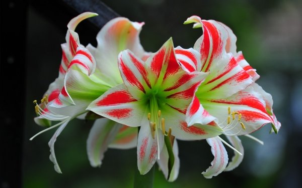 Earth Lily Flowers Flower Photography Red White Green Close-Up HD Wallpaper | Background Image