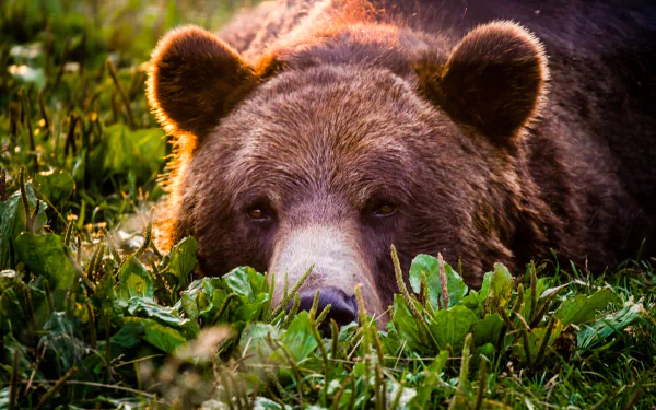 HD desktop wallpaper of a brown bear lying in sunny grass, head resting among green blades, warm sunlight highlighting its fur.