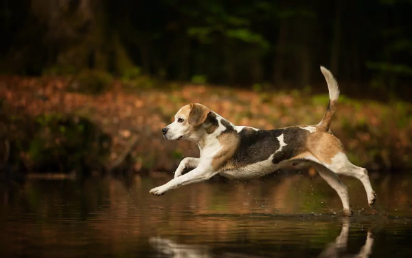 A playful beagle leaps into a tranquil body of water, creating ripples and reflections, surrounded by soft bokeh and autumn foliage, capturing a serene moment in nature.