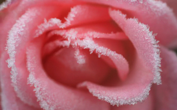  frosted rose