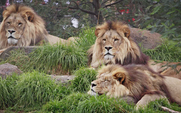Three majestic lions rest amid green grass and rocks in this HD wildcat-themed animal wallpaper, capturing the powerful essence of these iconic beasts.