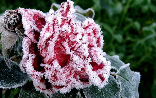  frosted Rose