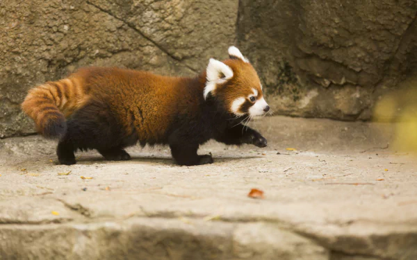  red panda from the Chicago Zoo