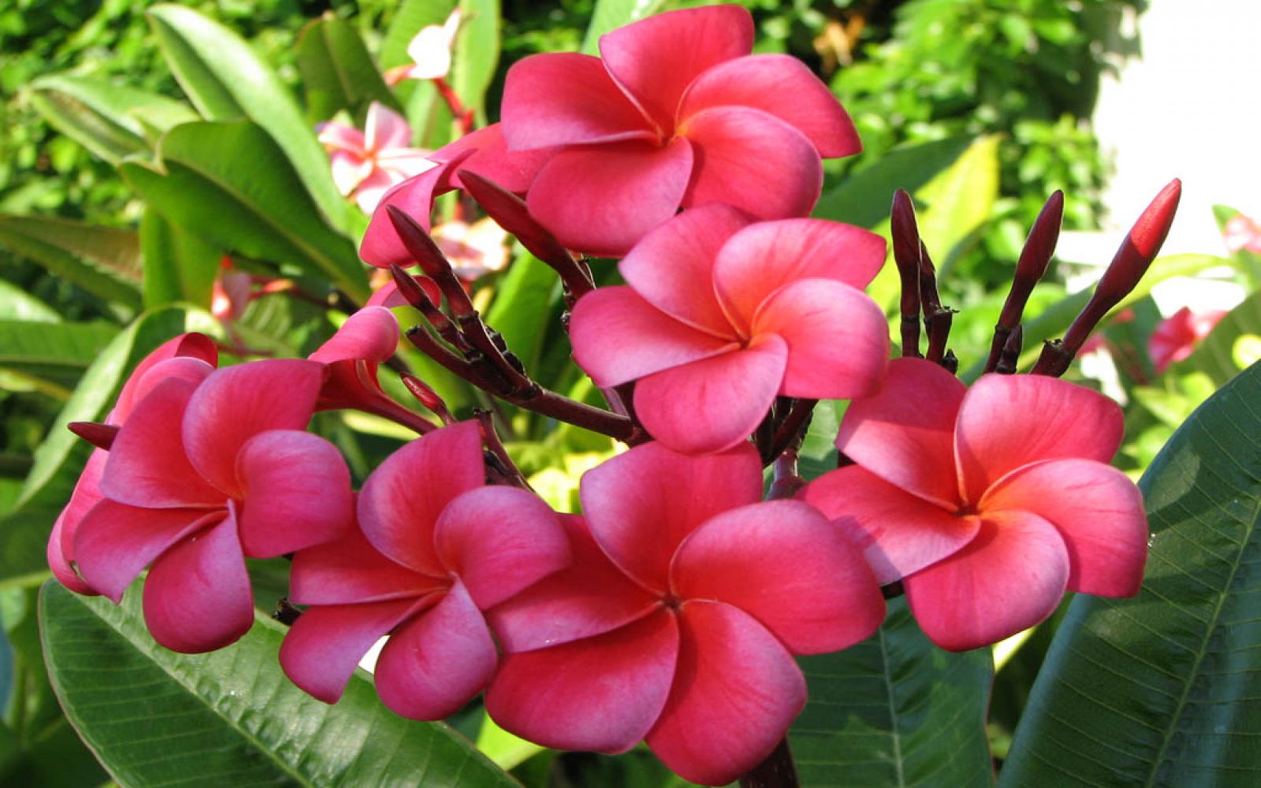 Pink Plumeria