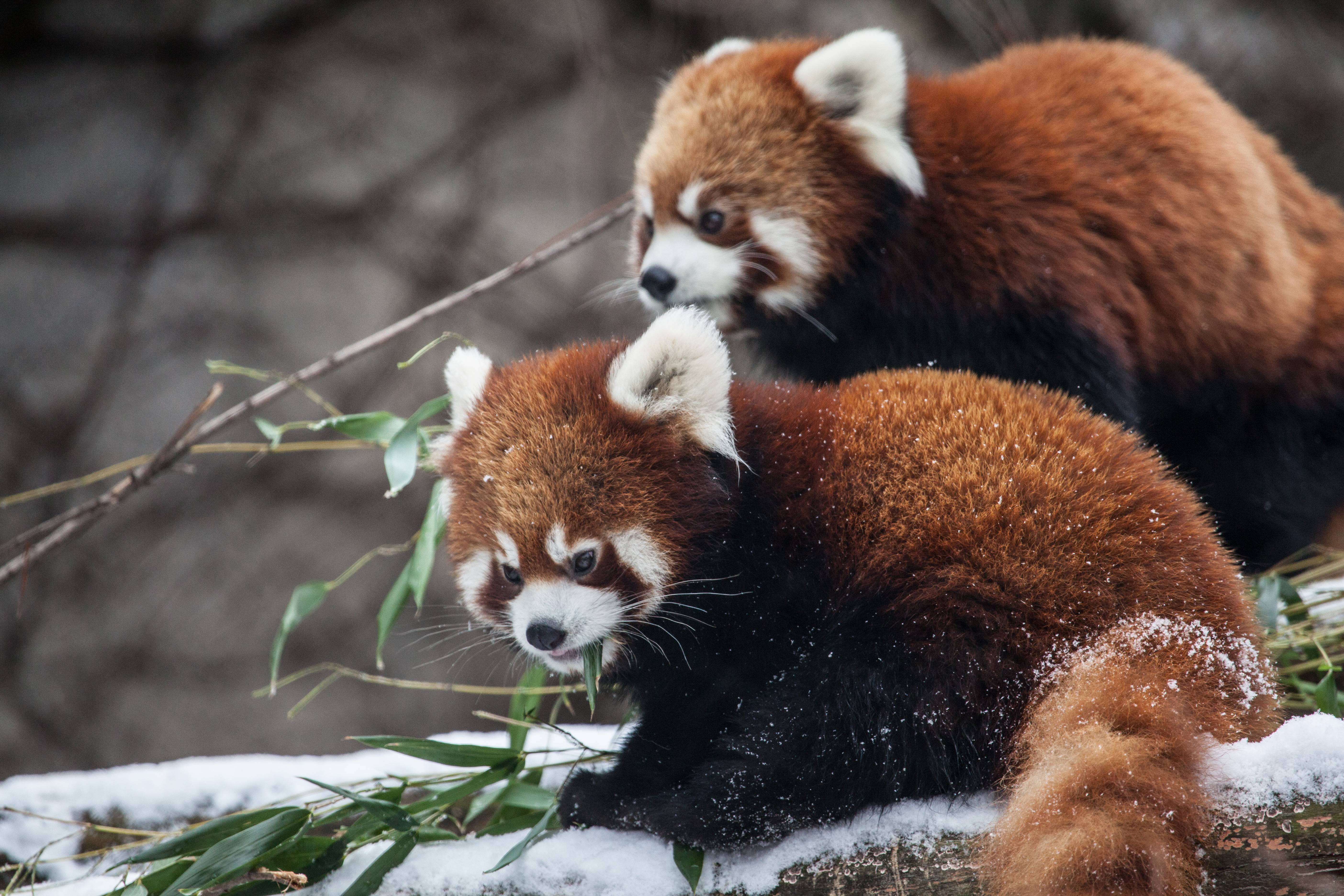 Animal Red Panda HD Wallpaper | Background Image