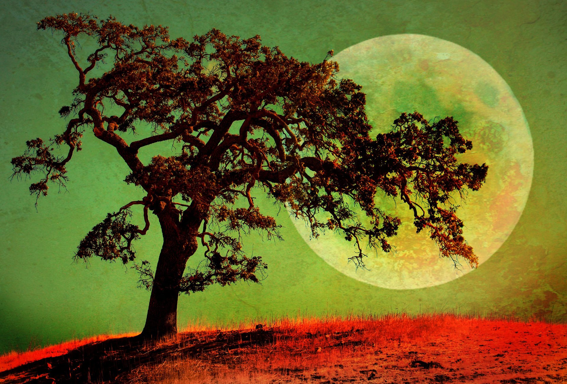 Download Lonely Tree Moon Artistic Tree HD Wallpaper
