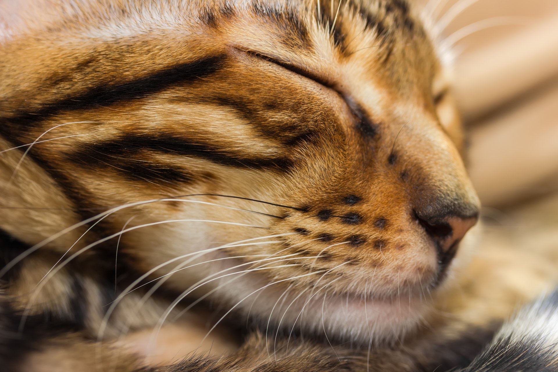 Close-up of a sleeping tabby cat with whiskers and striped fur in sharp detail; 8K Ultra HD PC desktop wallpaper background.