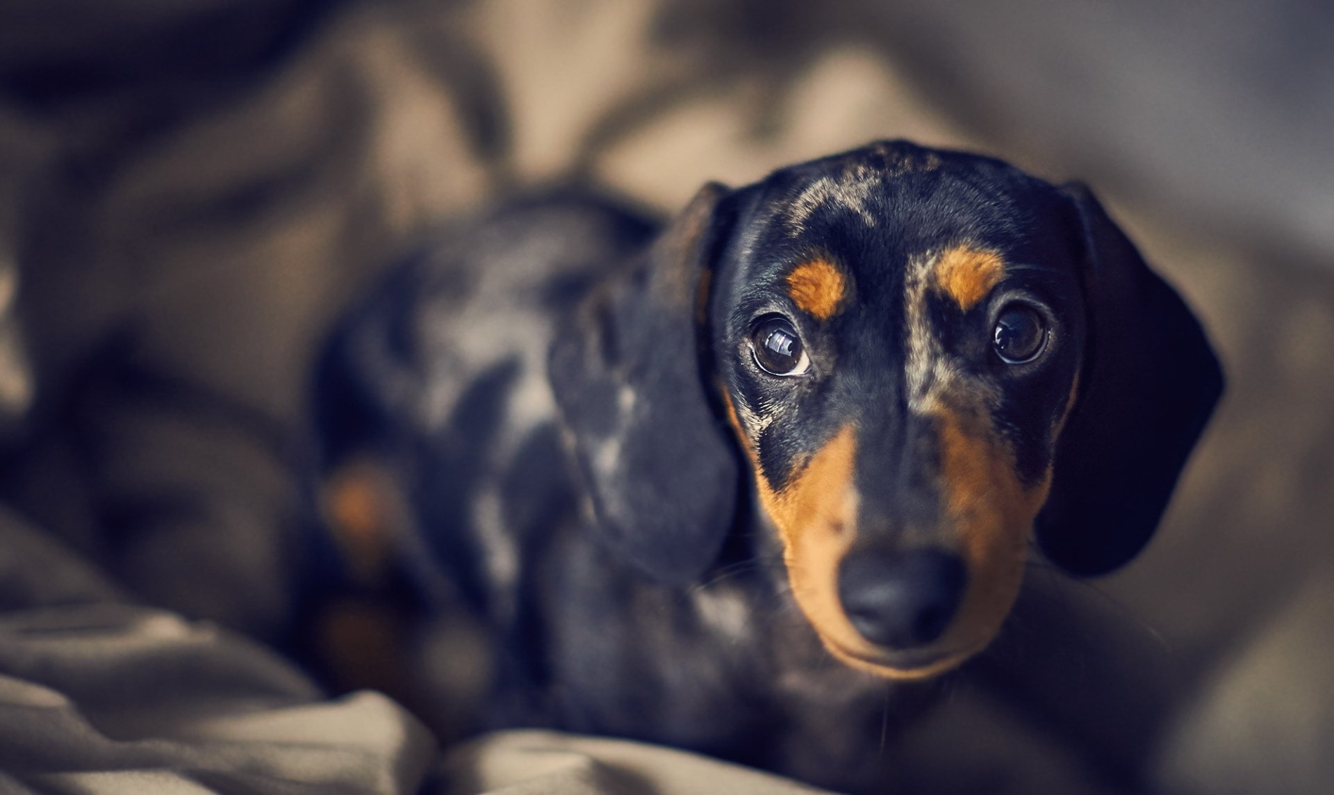 Download Dog Animal Dachshund HD Wallpaper by Davide Lopresti