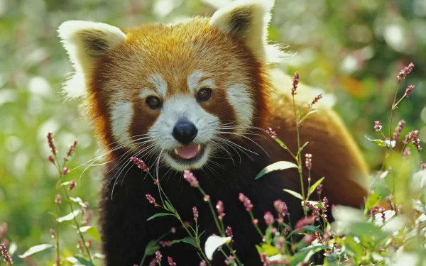 A vibrant HD desktop wallpaper featuring a curious red panda (also known as a minor panda) amid green foliage and delicate pink flowers.