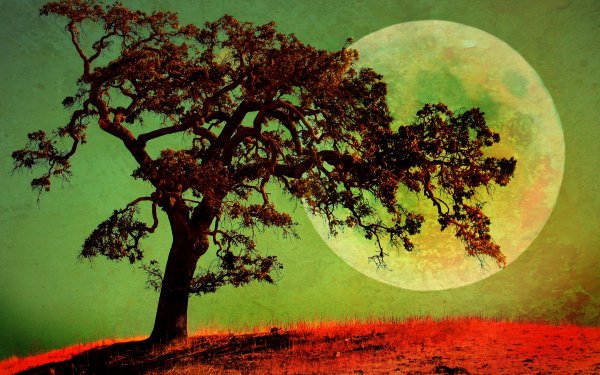 Artistic Tree Moon Lonely Tree HD Wallpaper | Background Image