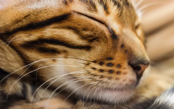 close-up sleeping Animal cat HD Desktop Wallpaper | Background Image