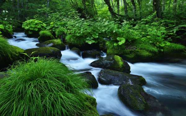 640 苔藓高清壁纸 桌面背景