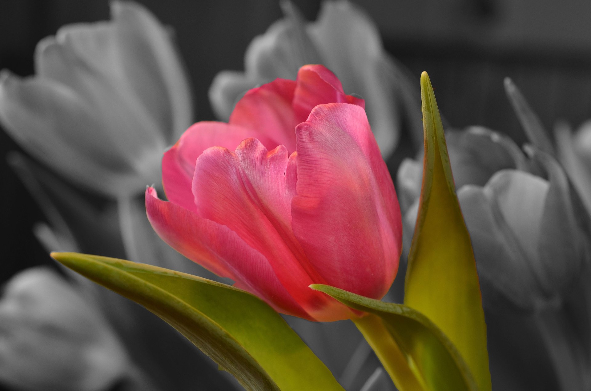 Download Selective Color Pink Flower Flower Nature Tulip 4k Ultra HD Wallpaper