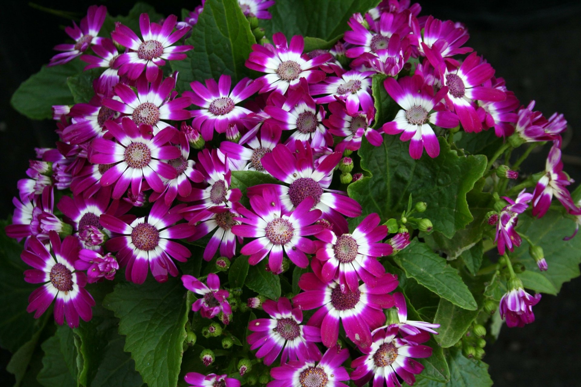 Download Purple Flower Nature Leaf Flower Cineraria HD Wallpaper