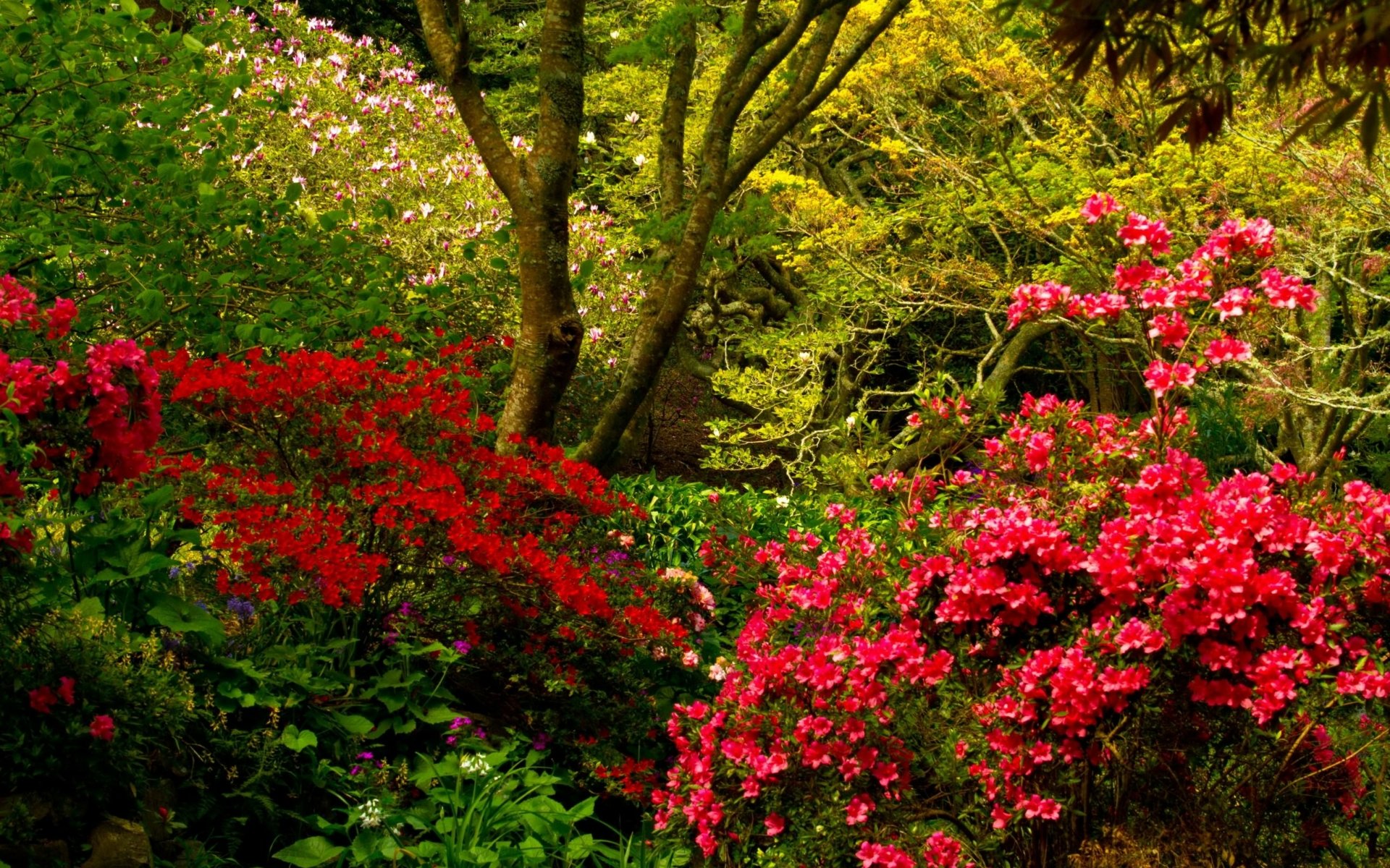 Vibrant pink and red flowering shrubs flourish in a lush garden with trees, presented in vivid colors as a 4K Ultra HD PC desktop wallpaper and background.