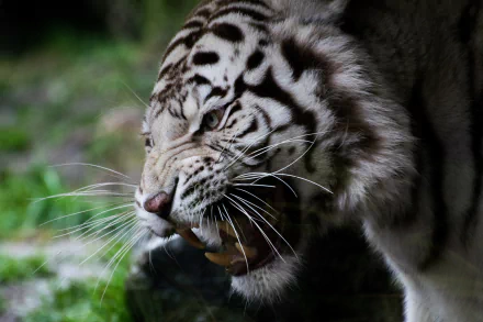 muzzle fangs tiger Animal white tiger HD Desktop Wallpaper | Background Image