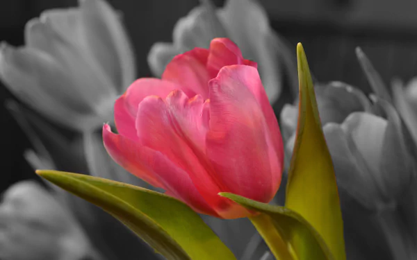 selective color pink flower flower nature tulip HD Desktop Wallpaper | Background Image