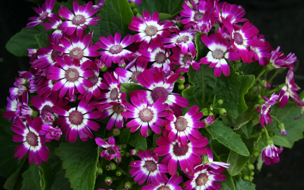  Cineraria Flowers