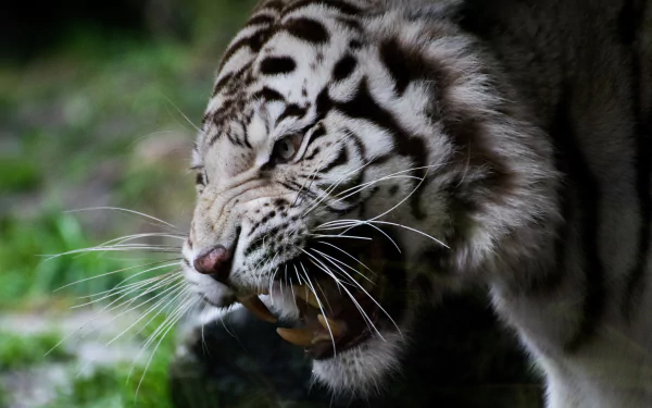 muzzle fangs tiger Animal white tiger HD Desktop Wallpaper | Background Image