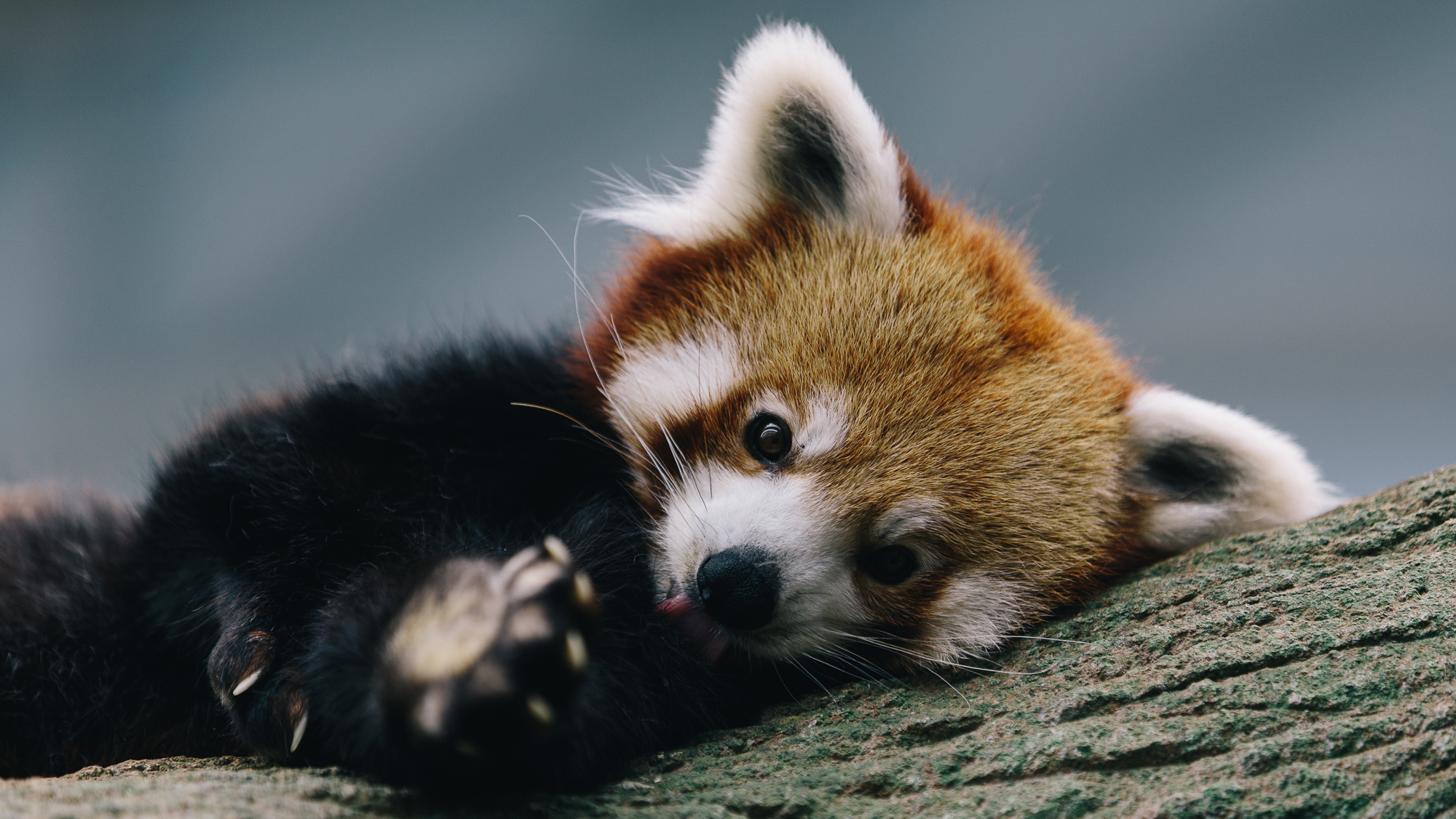 Red Panda HD Wallpaper | Background Image | 2000x1125 | ID ...