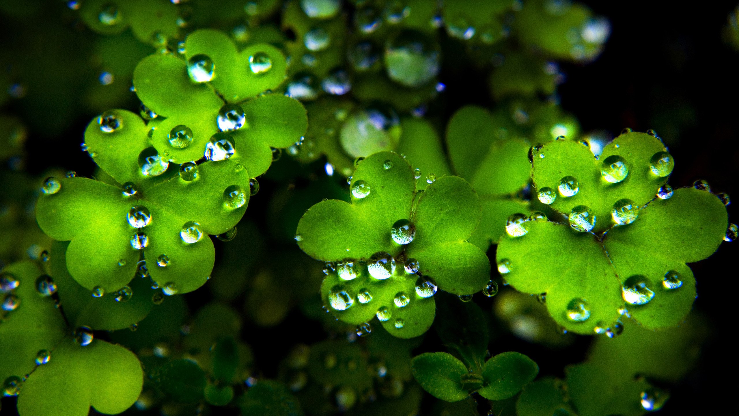Earth Clover HD Wallpaper | Background Image
