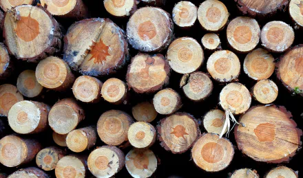 log nature wood HD Desktop Wallpaper | Background Image