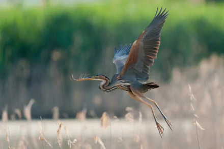  Great Blue Heron