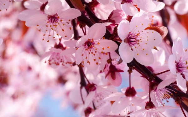 Nature Blossom Flowers Cherry Blossom Flower Close-Up Branch Pink Flower HD Wallpaper | Background Image