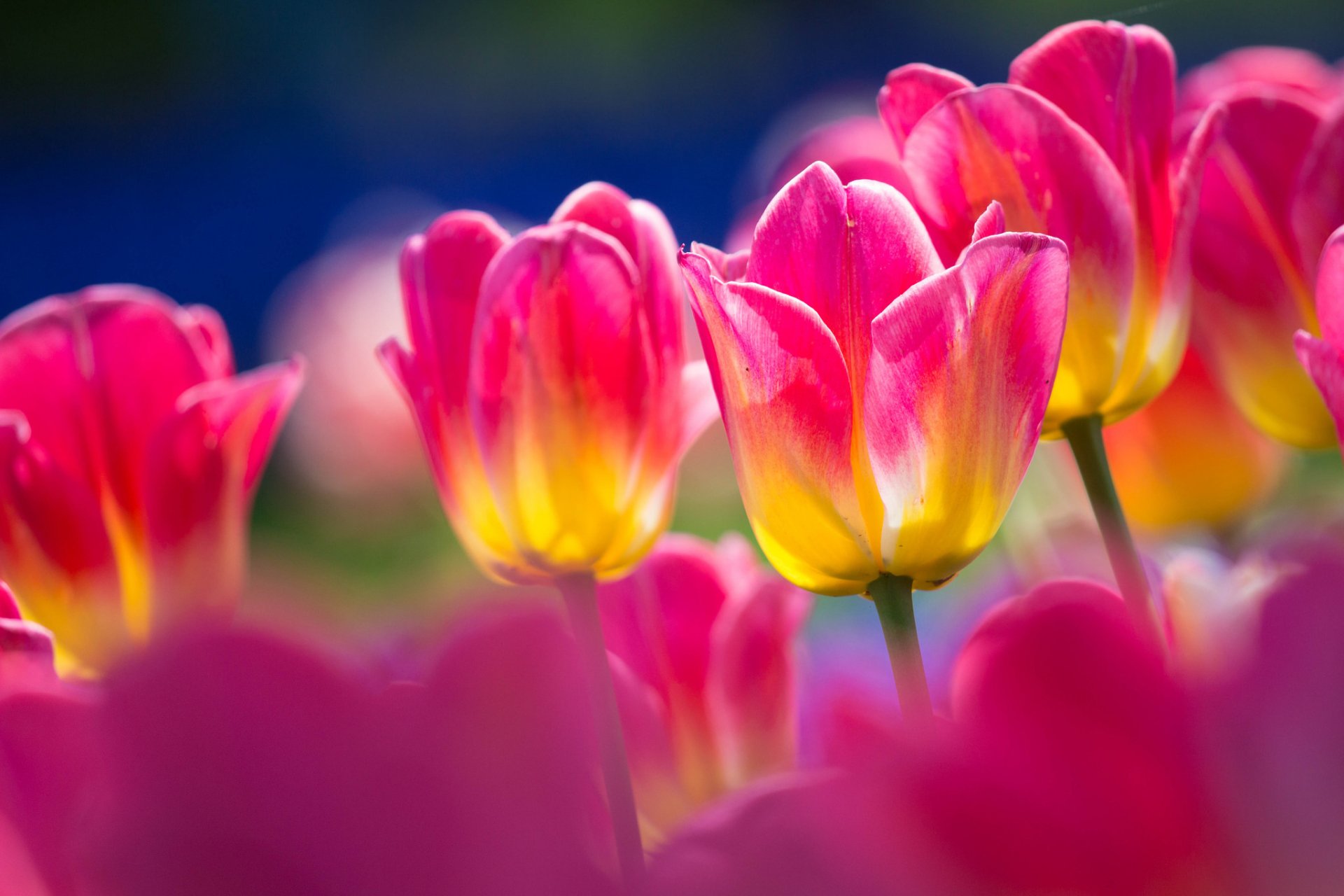 Download Pink Flower Nature Flower Close-up Tulip HD Wallpaper ...