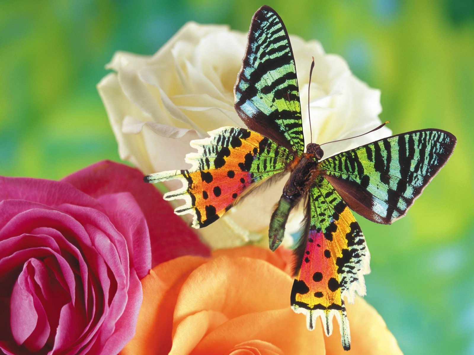 Rainbow Butterfly Images Browse 32562 Stock Photos  Vectors Free  Download with Trial  Shutterstock