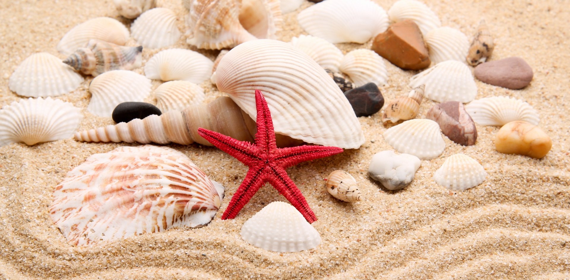 Red starfish among assorted shells and stones on rippled sand — 2K Quad HD PC desktop wallpaper and background.
