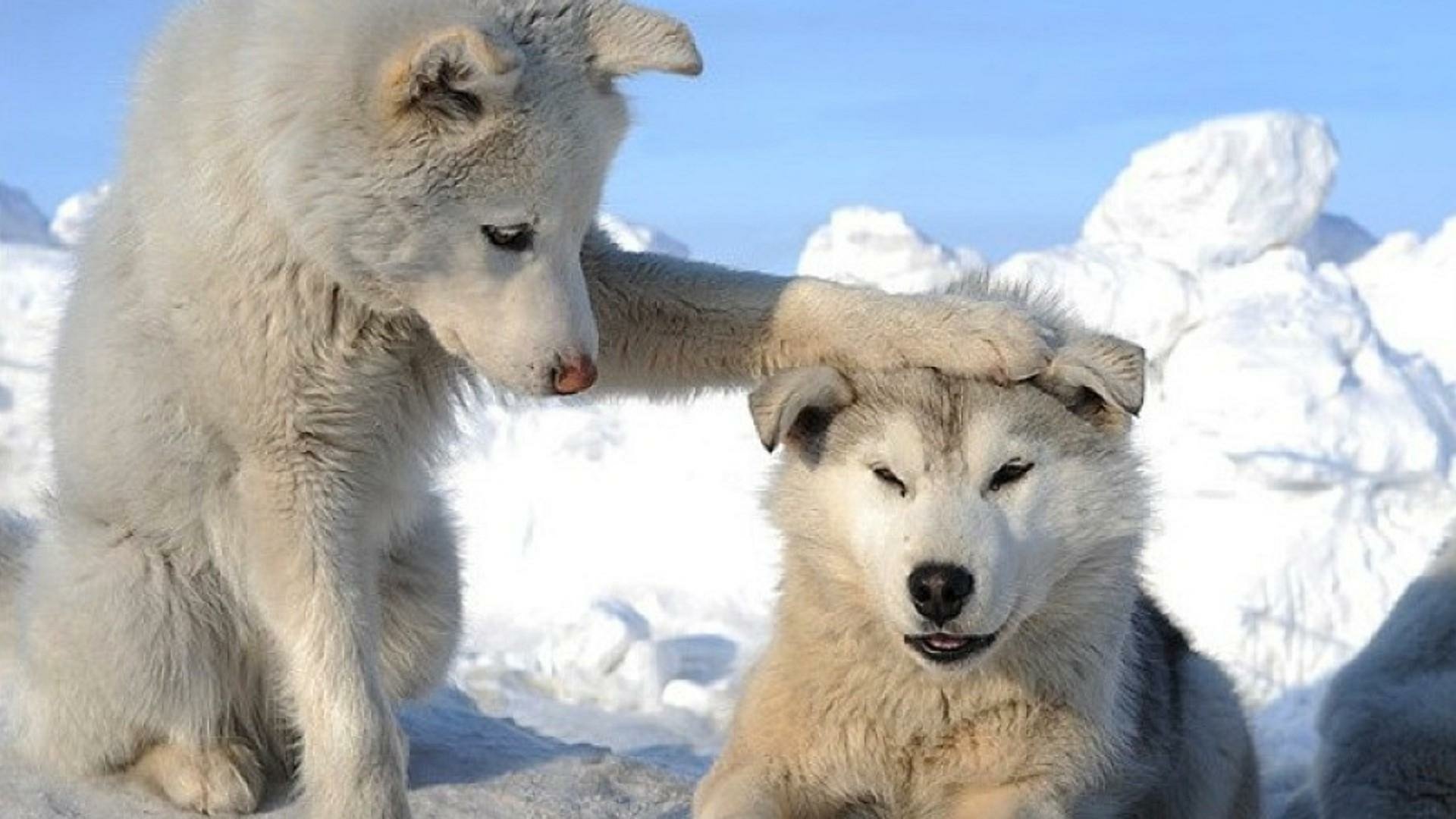 Two Husky Puppies Hd Duvar Kagidi Arka Plan 1920x1080