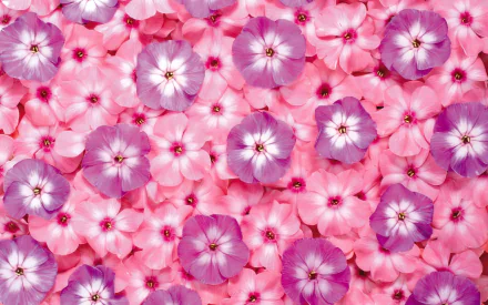  Pink and Purple Phlox