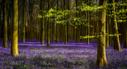 A vibrant forest scene in spring, featuring a lush carpet of purple flowers and green trees, creating a serene backdrop in 4K Ultra HD quality.